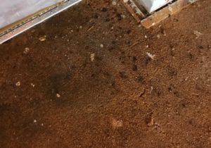 Magnesite Under Carpet (Novaks Solutions Group)